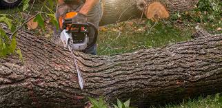 How Our Tree Care Process Works  in  Southside, AR