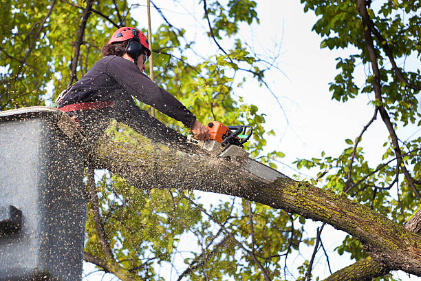 Best Seasonal Cleanup (Spring/Fall)  in Southside, AR